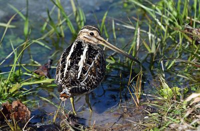 Wilson's Snipe