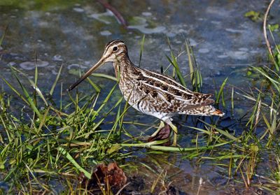 Shorebirds