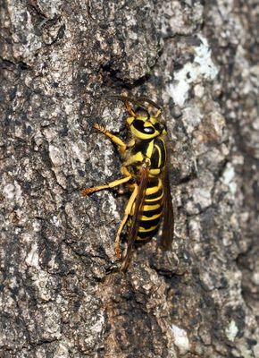 Yellowjacket