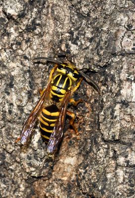 Yellowjacket