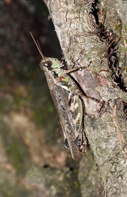 Grasshopper