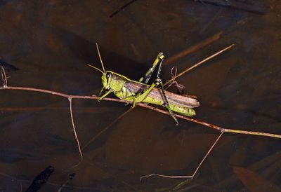 Obscure Bird Grasshopper