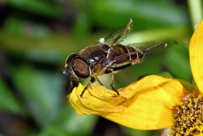 Fly