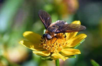 Beefly
