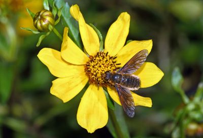Beefly