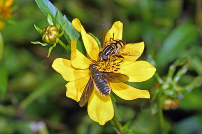 Beefly & Hoverfly