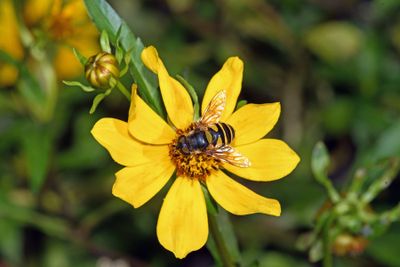 Transverse Flower Fly