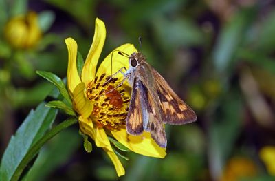 Grass Skippers