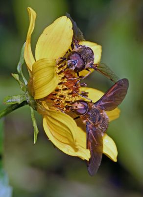 Flies pollinating