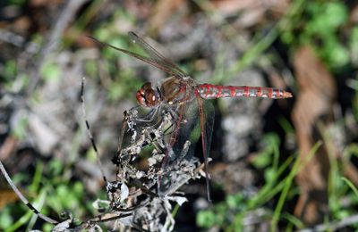 Meadowhawks
