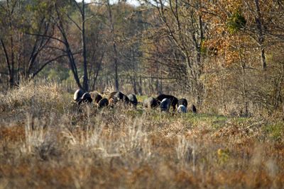 Feral Hogs