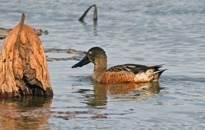 Northern Shoveler