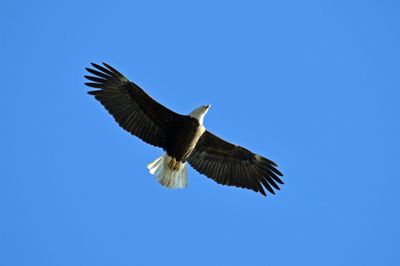 Bald Eagles
