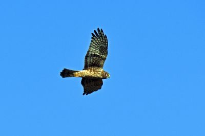 Harriers