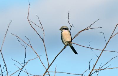 Shrikes
