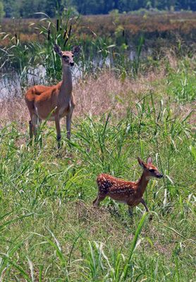 Doe & Fawn