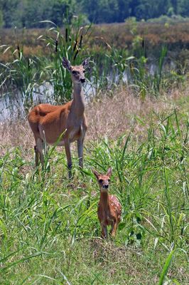 Whitetail Deer