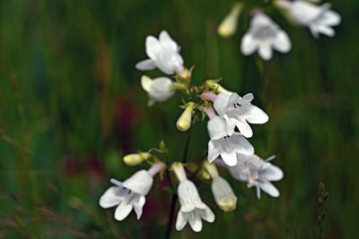 Penstemon digitalis