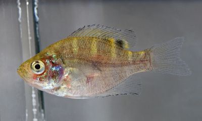 Sunfishes