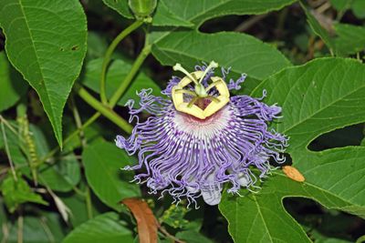 Passion flower