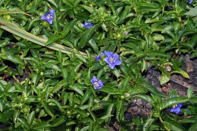 Oneflower False Fiddleleaf (Hydrolea uniflora) 