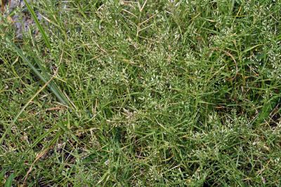 Teal Love Grass