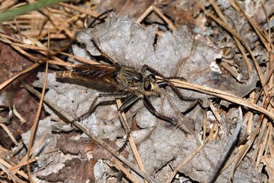 Proctacanthus milbertii