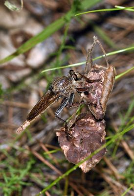 Proctacanthus milbertii