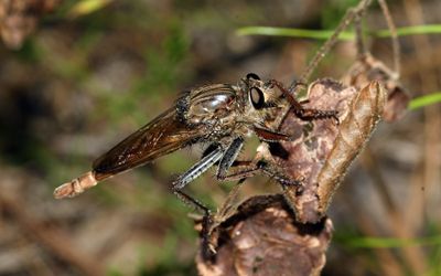 Proctacanthus