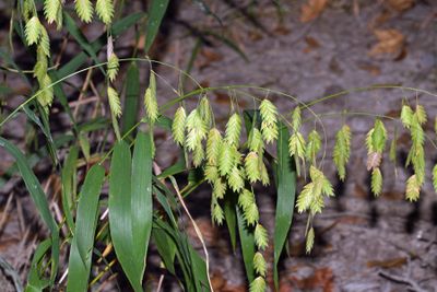 Inland Sea Oats