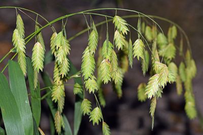 Native Grasses