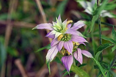 Monarda