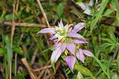 Monarda