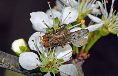 Predatory Fly