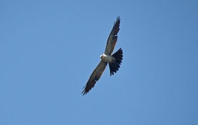 Kites