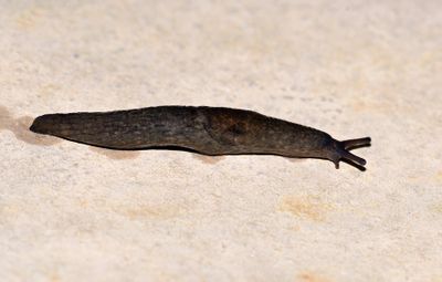 Land Snails and Slugs