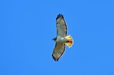Red -tailed Hawk
