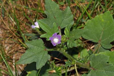 Unidentified Flower