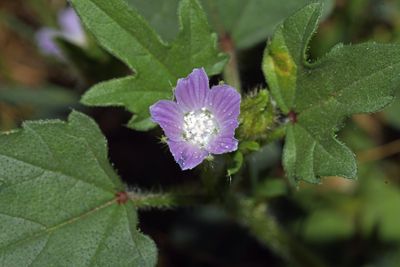 Unidentified Flower