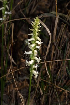 Fragrant Ladies' Tresses