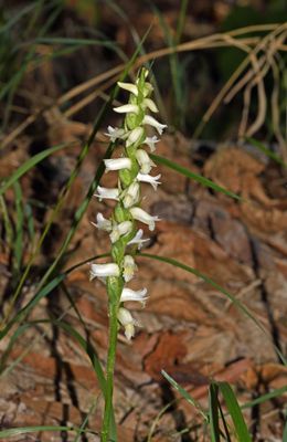 Fragrant Ladie's Tresses (Spiranthes odorata)