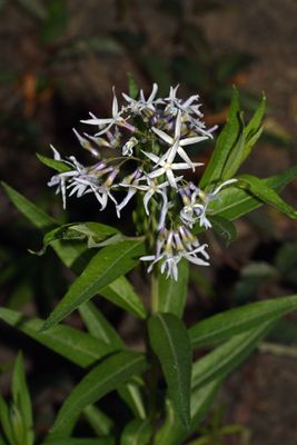 Blue Star