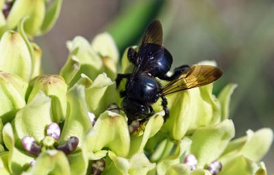 Carpenter Bee