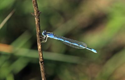 Familiar Bluet