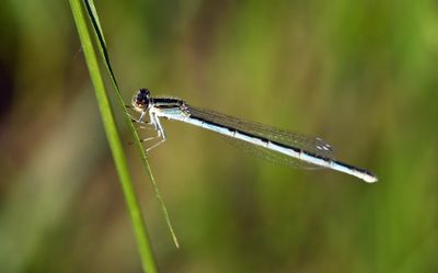 Bluets