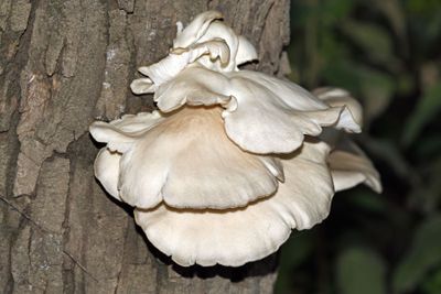 Oyster Mushroom
