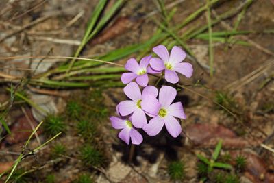 violet wood sorrel (Oxalis violacea) 
