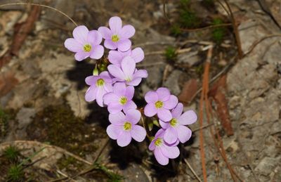 violet wood sorrel (Oxalis violacea) 