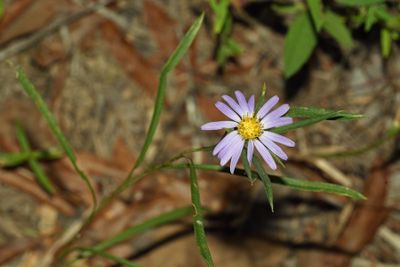 Aster species