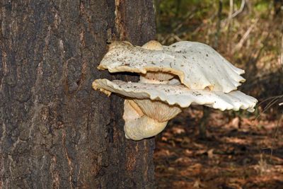 Mushrooms, Fungi, and Lichens
